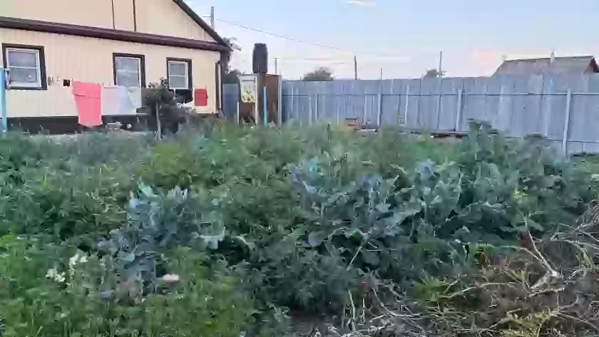 Уничтожают урожай и заползают в дома: в Псковской области нашествие слизней