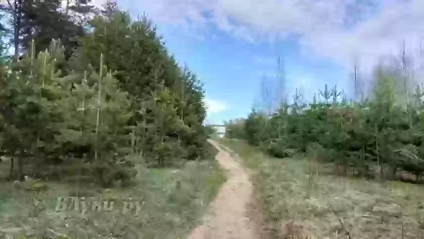 В Псковской области восстановили четыре тысячи гектаров леса