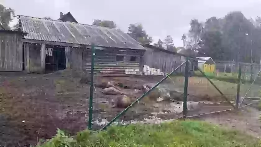 Волки растерзали овец на ферме под Великими Луками