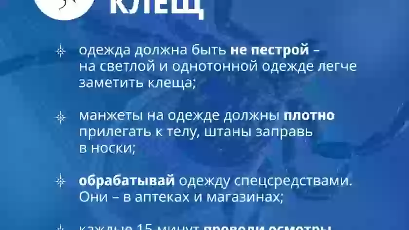 МЧС напомнило о защите от клещей: в Псковской области пострадали 1723 человека