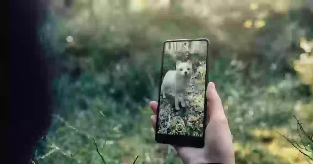 В Google появились новые 3D-животные. Как смотреть на Android